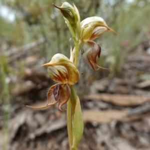 Oligochaetochilus calceolus at Bungonia, NSW - 11 Nov 2022