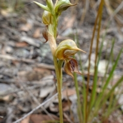 Oligochaetochilus calceolus at Bungonia, NSW - suppressed