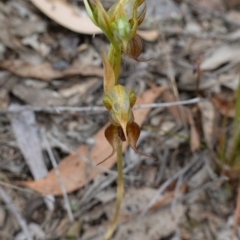 Oligochaetochilus calceolus at Bungonia, NSW - suppressed