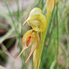 Oligochaetochilus calceolus (Bungonia Rustyhood) at Bungonia, NSW - 11 Nov 2022 by RobG1