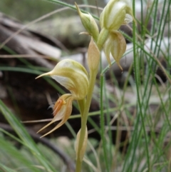 Oligochaetochilus calceolus at Bungonia, NSW - 11 Nov 2022