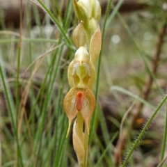 Oligochaetochilus calceolus at Bungonia, NSW - 11 Nov 2022