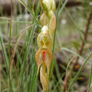 Oligochaetochilus calceolus at Bungonia, NSW - suppressed