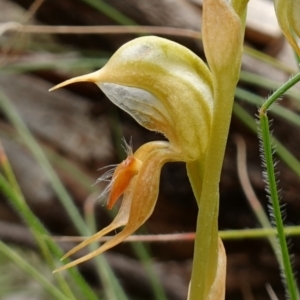 Oligochaetochilus calceolus at Bungonia, NSW - 11 Nov 2022