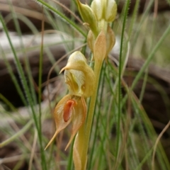 Oligochaetochilus calceolus at Bungonia, NSW - suppressed