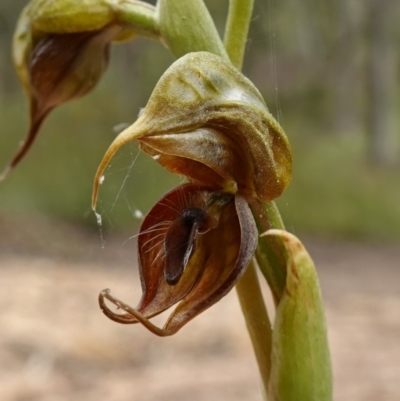 Oligochaetochilus calceolus (Bungonia Rustyhood) at Bungonia National Park - 11 Nov 2022 by RobG1