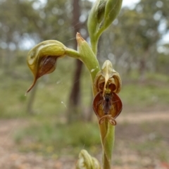 Oligochaetochilus calceolus at Bungonia, NSW - 11 Nov 2022