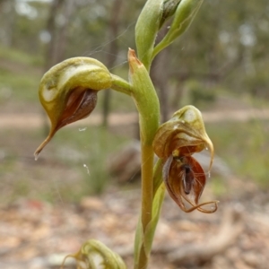 Oligochaetochilus calceolus at Bungonia, NSW - 11 Nov 2022