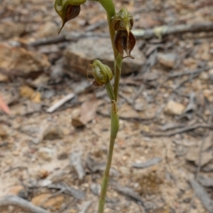 Oligochaetochilus calceolus at Bungonia, NSW - 11 Nov 2022