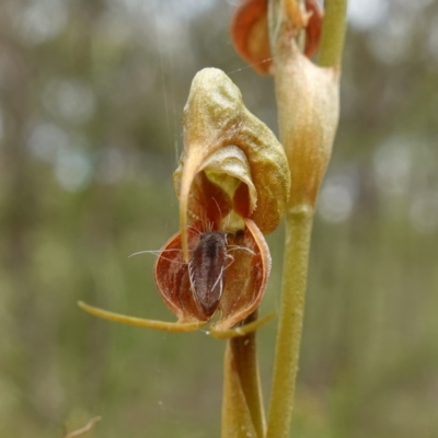 Oligochaetochilus calceolus (Bungonia Rustyhood) at Bungonia, NSW - 11 Nov 2022 by RobG1