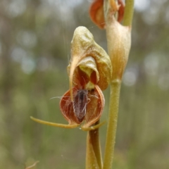Oligochaetochilus calceolus (Bungonia Rustyhood) at Bungonia National Park - 11 Nov 2022 by RobG1