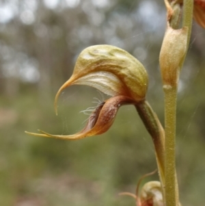 Oligochaetochilus calceolus at Bungonia, NSW - 11 Nov 2022