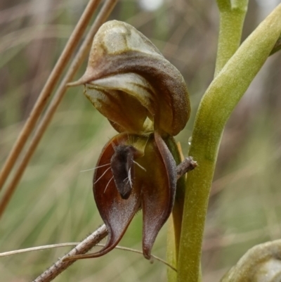 Oligochaetochilus calceolus (Bungonia Rustyhood) at Bungonia, NSW - 11 Nov 2022 by RobG1