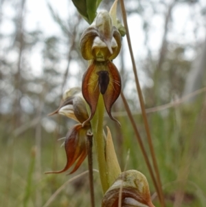 Oligochaetochilus calceolus at Bungonia, NSW - suppressed