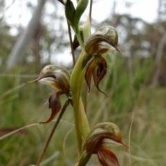 Oligochaetochilus calceolus at Bungonia, NSW - suppressed