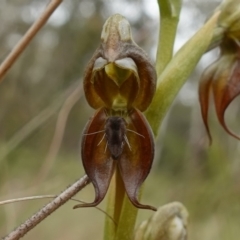 Oligochaetochilus calceolus at Bungonia, NSW - 11 Nov 2022