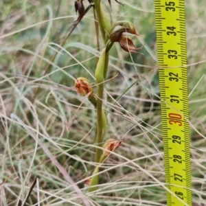 Oligochaetochilus calceolus at Bungonia, NSW - suppressed