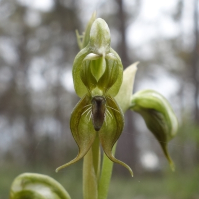 Oligochaetochilus calceolus (Bungonia Rustyhood) at Bungonia, NSW - 11 Nov 2022 by RobG1