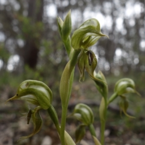 Oligochaetochilus calceolus at Bungonia, NSW - 11 Nov 2022