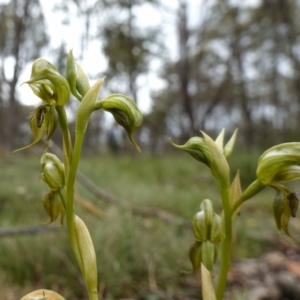 Oligochaetochilus calceolus at Bungonia, NSW - 11 Nov 2022