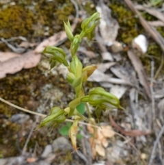 Oligochaetochilus calceolus at Bungonia, NSW - 11 Nov 2022