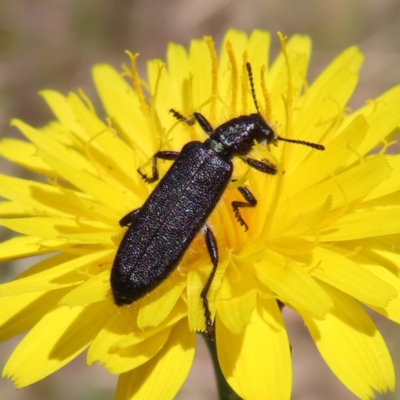 Eleale aspera (Clerid beetle) at Namadgi National Park - 11 Dec 2022 by MatthewFrawley