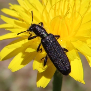 Eleale aspera at Cotter River, ACT - 11 Dec 2022