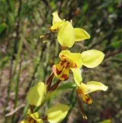 Diuris sulphurea (Tiger Orchid) at Cotter River, ACT - 11 Dec 2022 by MatthewFrawley
