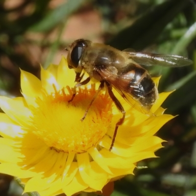 Eristalis tenax (Drone fly) at ANBG - 13 Dec 2022 by JohnBundock