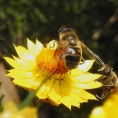 Eristalis tenax at Acton, ACT - 13 Dec 2022 11:22 PM