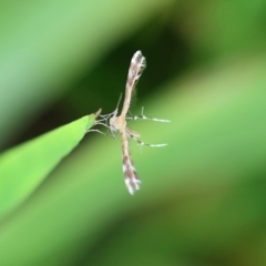 Pterophoridae (family) (A Plume Moth) at Wodonga - 13 Dec 2022 by KylieWaldon