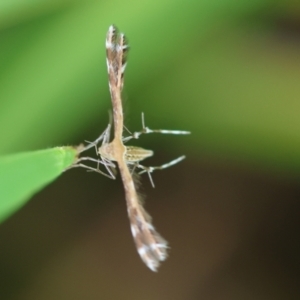 Pterophoridae (family) at Wodonga, VIC - 13 Dec 2022