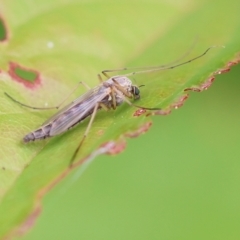 Chironomidae (family) (Non-biting Midge) at Wodonga, VIC - 13 Dec 2022 by KylieWaldon