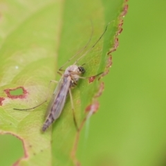 Chironomidae (family) at Wodonga, VIC - 13 Dec 2022 04:09 PM