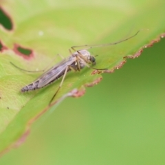 Chironomidae (family) at Wodonga, VIC - 13 Dec 2022