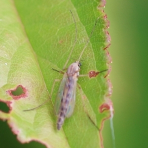 Chironomidae (family) at Wodonga, VIC - 13 Dec 2022