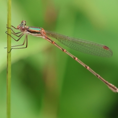 Austrolestes analis (Slender Ringtail) at Wodonga, VIC - 13 Dec 2022 by KylieWaldon