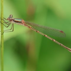 Austrolestes analis at Wodonga, VIC - 13 Dec 2022