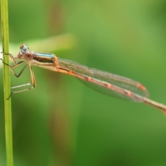 Austrolestes analis at Wodonga, VIC - 13 Dec 2022