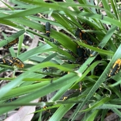 Chauliognathus lugubris (Plague Soldier Beetle) at Higgins Woodland - 13 Dec 2022 by Untidy