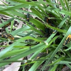 Chauliognathus lugubris (Plague Soldier Beetle) at Higgins, ACT - 13 Dec 2022 by Untidy