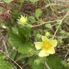 Potentilla recta (Sulphur Cinquefoil) at Molonglo Valley, ACT - 13 Dec 2022 by Steve_Bok