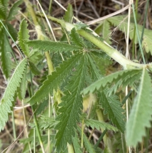 Potentilla recta at Molonglo Valley, ACT - 13 Dec 2022