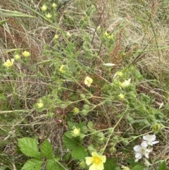 Potentilla recta at Molonglo Valley, ACT - 13 Dec 2022