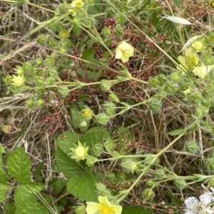 Potentilla recta at Molonglo Valley, ACT - 13 Dec 2022 01:33 PM