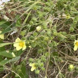 Potentilla recta at Molonglo Valley, ACT - 13 Dec 2022