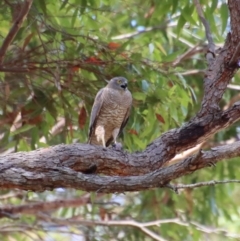 Accipiter cirrocephalus (Collared Sparrowhawk) at Broulee Moruya Nature Observation Area - 13 Dec 2022 by LisaH