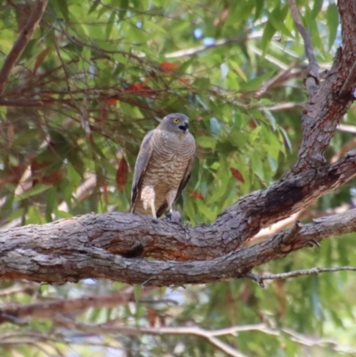 Accipiter cirrocephalus (Collared Sparrowhawk) at Broulee Moruya Nature Observation Area - 13 Dec 2022 by LisaH