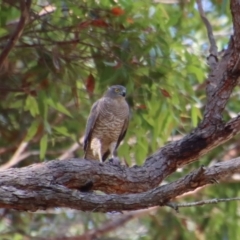 Accipiter cirrocephalus at Moruya, NSW - 13 Dec 2022