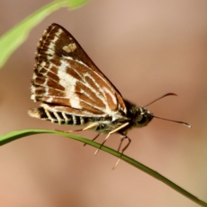 Hesperilla picta at Moruya, NSW - suppressed